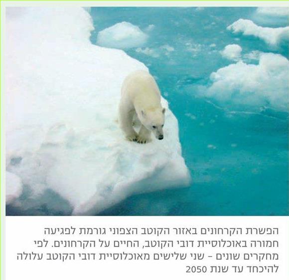 הפשרת הקרחונים באזור הקוטב הצפוני גורמת לפגיעה חמורה באוכלוסיית דובי הקוטב, החיים על הקרחונים. לפי מחקרים שונים – שני שלישים מאוכלוסיית דובי הקוטב עלולה להיכחד עד שנת 2050